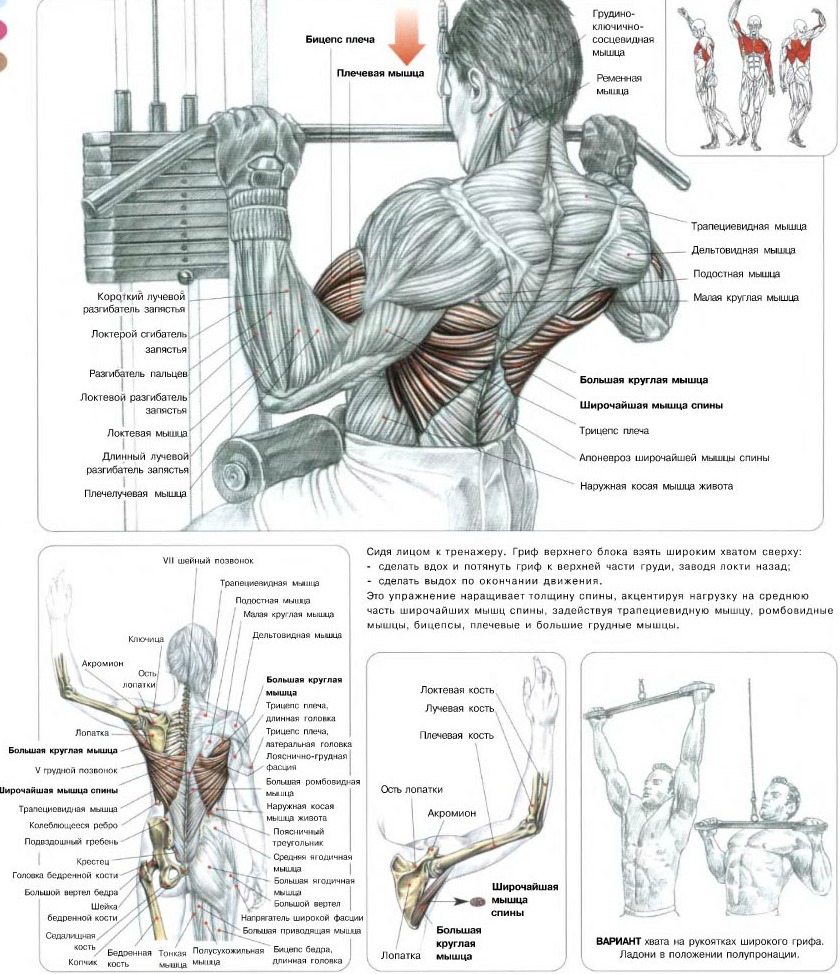 тренировка груди и спины для мужчин фото 14