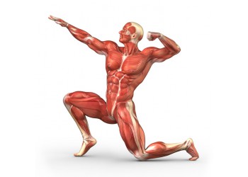 Особенности строения мышц